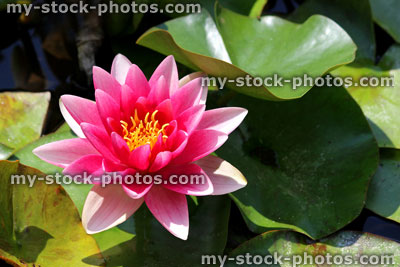 Stock image of pink water lily flower, water garden lily pond