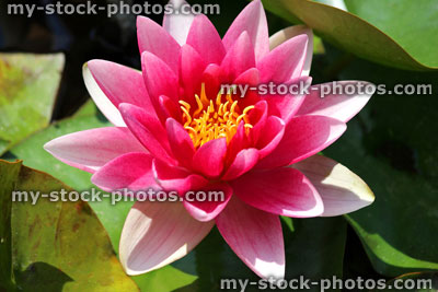 Stock image of pink water lily flower, water garden lily pond