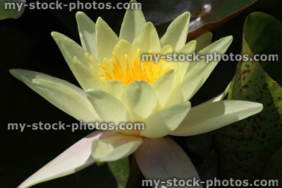 Stock image of white water lily flower, water garden lily pond