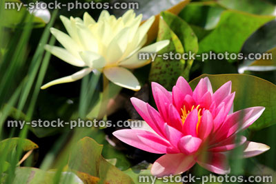 Stock image of pink and white water lilies, water lily flowers