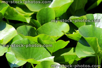 Stock image of lush green water lily pads, water lilies growing in pond