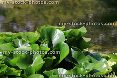 Stock image of green water lily pads, white water lilies, garden pond