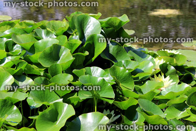 Stock image of lush green water lily pads, white water lilies