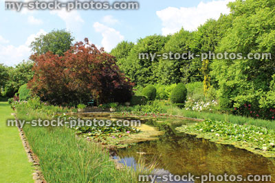 Stock image of flowering water lilies, lily pond, ornamental water garden, smoke bush