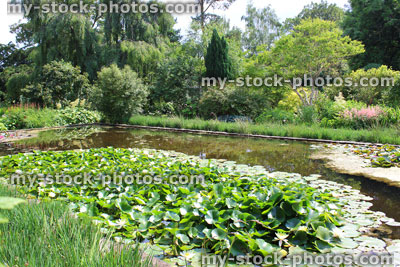 Stock image of white water lilies, lily pond, ornamental water garden