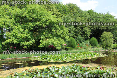 Stock image of flowering water lilies, lily pond, ornamental water garden