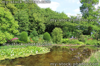 Stock image of water lilies, lily pond, ornamental water garden