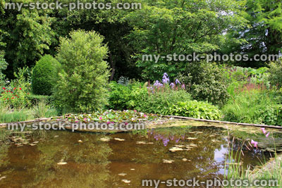 Stock image of pink water lilies, lily pond, ornamental water garden