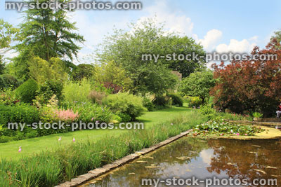 Stock image of pink water lilies, lily pond, ornamental water garden