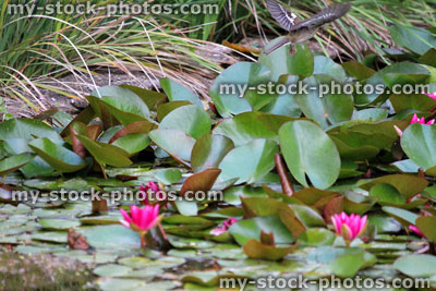 Stock image of pink water lily flowers, water lilies, garden pond