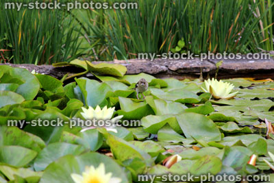 Stock image of white water lilies, water lily pads and flowers