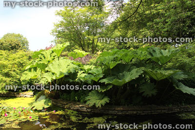 Stock image of garden pond with water lilies, gunnera, duckweed, birch