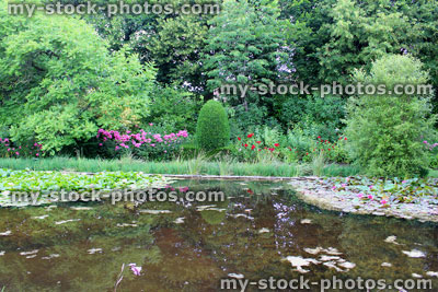 Stock image of flowering water lilies, lily pond, ornamental water garden