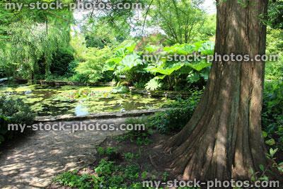 Stock image of garden pond with water lilies, gunnera, swamp cypress (Taxodium distichum)