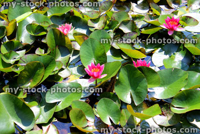 Stock image of pink water lily flowers, water lilies, garden pond