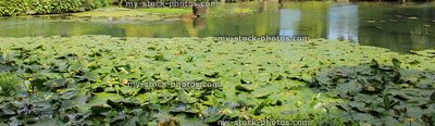 Stock image of yellow water lily flowers / spatterdock / cow lily (Nuphar lutea), panorama