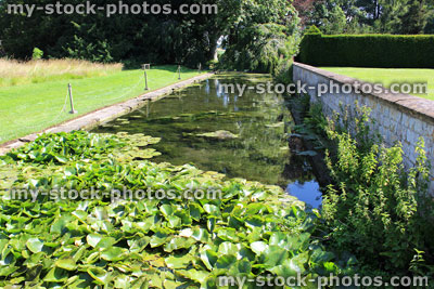Stock image of water lilies / lily pads growing in shallow canal