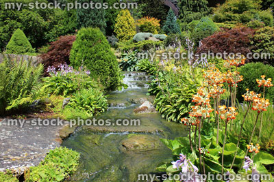 Stock image of waterfall in rockery garden, dwarf conifers, primula flowers