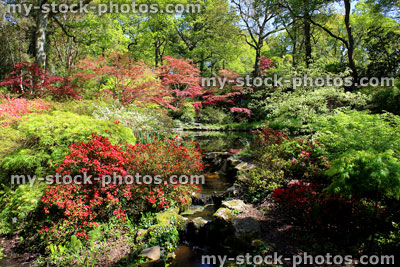 Stock image of Japanese garden with stream, waterfall, maples (acers) and azaleas (rhododendrons)