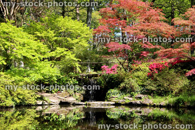 Stock image of garden pond with reflections of Japanese maples (acers)