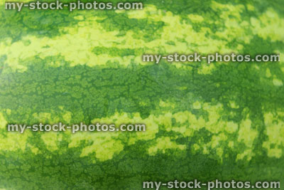 Stock image of yellow and green watermelon skin / rind protecting melon