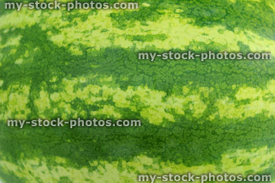 Stock image of watermelon skin stripes, green melon rind outside fruit