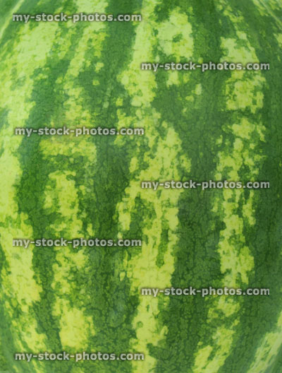 Stock image of vertical watermelon stripes on green skin / melon rind