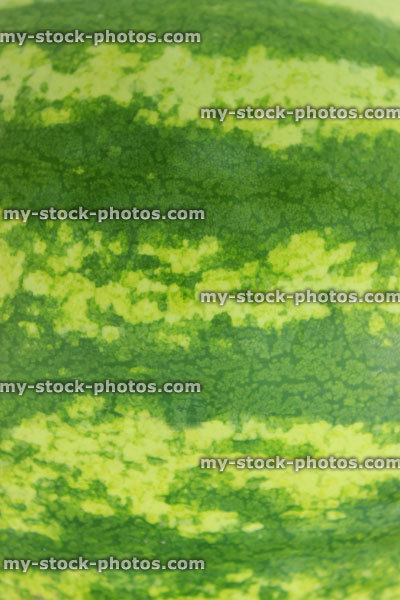 Stock image of green watermelon skin stripes pattern, outside of melon