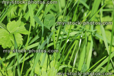 Stock image of fine green lawn grass with weeds (close up), buttercup leaves