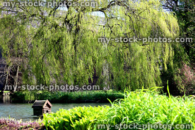 Stock image of weeping willow tree on island in garden pond 