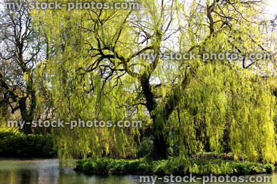 Stock image of Weeping Willow (Salix babylonica) in spring
