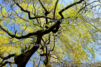 Stock image of looking up into a Weeping Willow (Salix babylonica) branches
