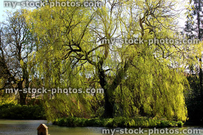 Stock image of Weeping Willow (Salix babylonica) in spring