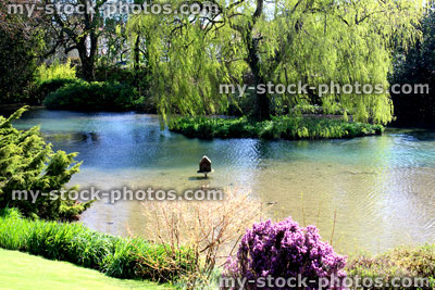 Stock image of weeping willow tree on island in garden pond