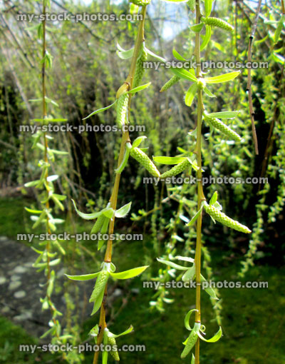 Stock image of weeping willow branch with catkins (close up)