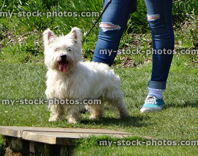 Stock image of West Highland White Terrier dog (Westie / Westy) on lead