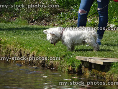 Stock image of small white West Highland Terrier dog looking in water