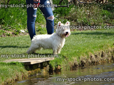 Stock image of West Highland Terrier dog being walked on lead