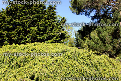 Stock image of rockery garden with dwarf conifers, including cypress trees