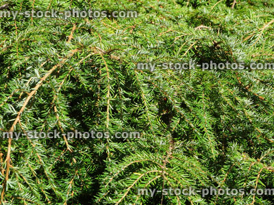 Stock image of rockery garden / dwarf conifers, Western hemlock (Tsuga heterophylla)