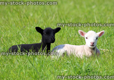 Stock image of black and white lambs in a spring field, depicting equality 