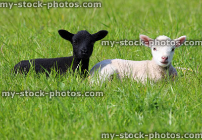 Stock image of black and white lamb in green grass