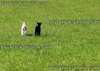 Stock image of black and white lambs in a spring field, depicting equality