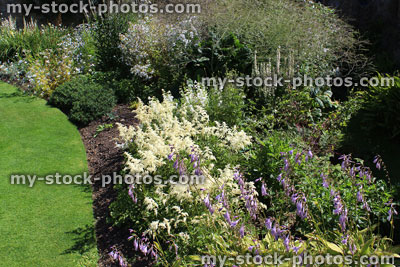 Stock image of herbaceous plants / flowers in garden, astilbe, hosta, gypsophila