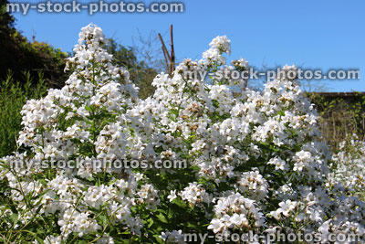 Stock image of white garden, herbaceous plants with white flowers, Phlox paniculata 'David'