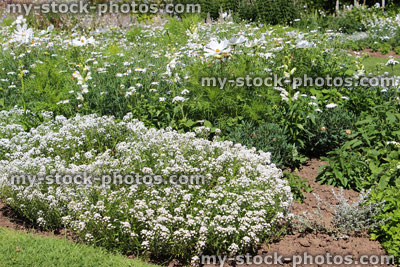 Stock image of white garden, herbaceous plants, white flowers, alyssum, daisies