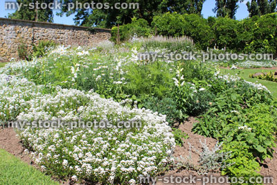 Stock image of white garden, herbaceous plants, white flowers, alyssum, daisies