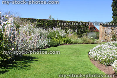 Stock image of white garden, herbaceous plants with white flowers only
