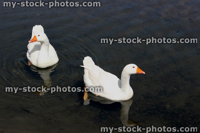Stock image of white domestic geese on farm, swimming in river