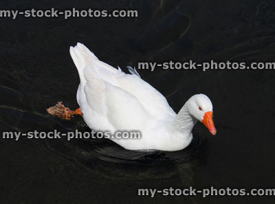 Stock image of white domestic goose on farm, swimming in river